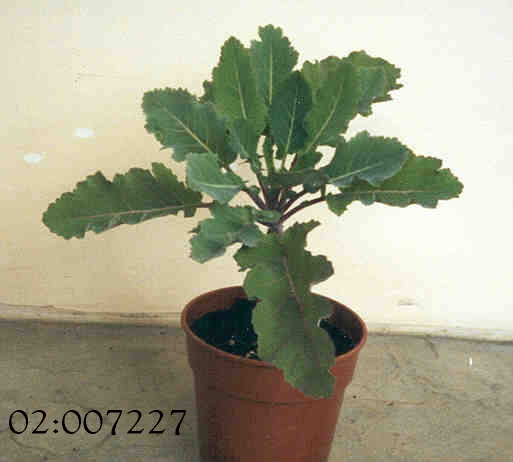 PLANT